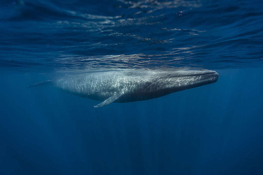 海洋「巨無霸」藍鯨，在斯里蘭卡印度洋優悠暢泳。 © Andrew Sutton / Shutterstock.com