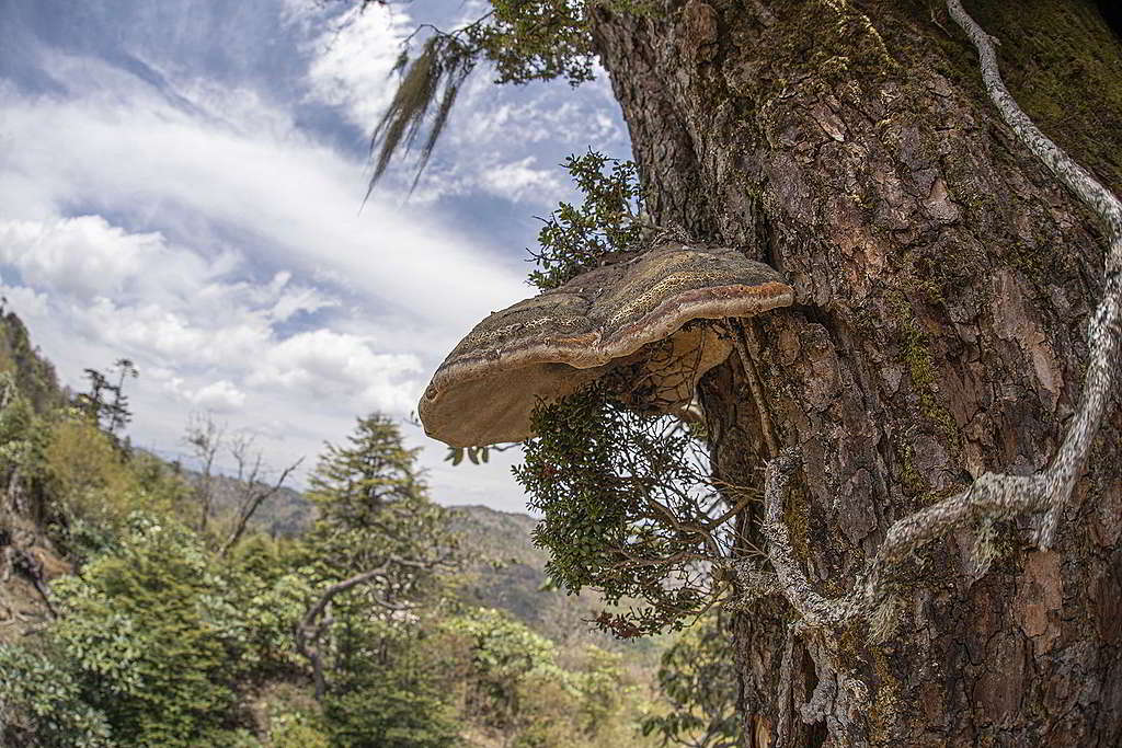 雲南鐵杉木質堅硬且耐寒的針葉林特性，讓它屹立海拔3,200米志奔山上千年，如今仍然孕育着靈芝等物種。 © Huang Siyuan / Wild China / Greenpeace