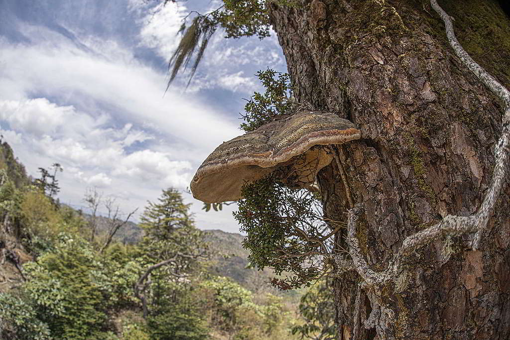 雲南鐵杉木質堅硬且耐寒的針葉林特性,讓它屹立海拔3,200米志奔山上千年,如今仍然孕育着靈芝等物種。 © Huang Siyuan / Wild China / Greenpeace