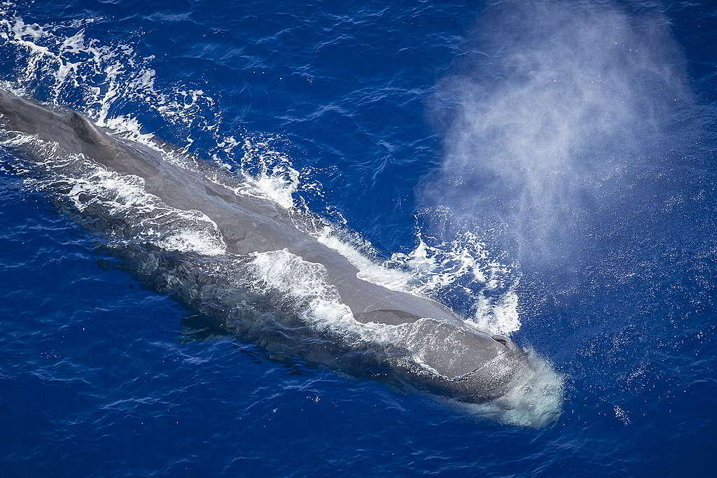 鯨魚遷徙有助散播浮游植物所需養分，讓浮游植物分布到更遠的海域。 © Will Rose / Greenpeace