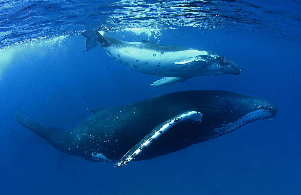 鯨魚對於平衡大海生態扮演非常重要的角色，可說是海洋生態工程師。 © Paul Hilton / Greenpeace