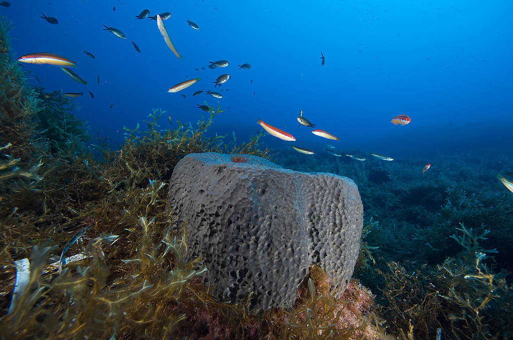 海綿不一定是寶寶（誤），就像這塊位於地中海的大型海綿，箇中交織了億萬年歷史。 © Greenpeace / Gavin Parsons