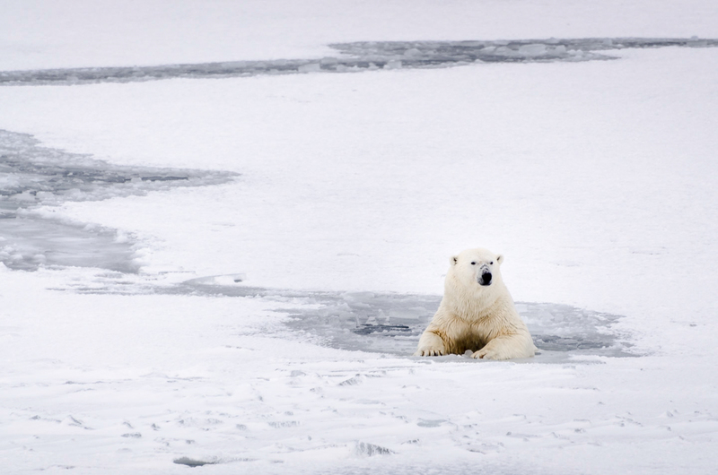 在北極斯瓦巴爾的北極熊。© Rasmus Törnqvist/Greenpeace