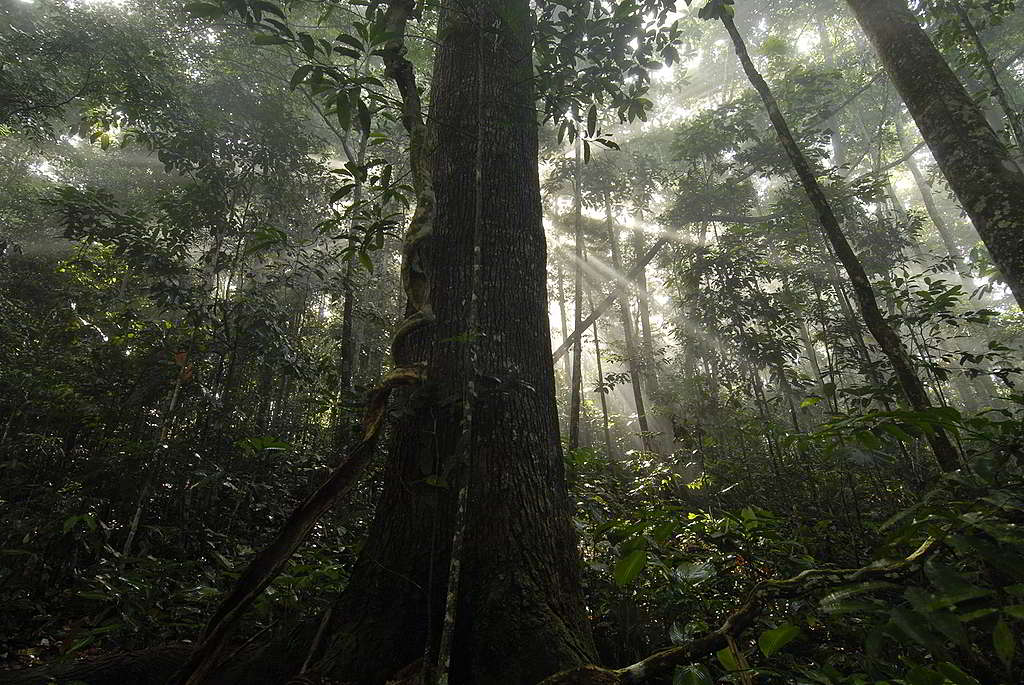 亞馬遜雨林是地球珍貴的廣闊森林之一。樹木具有儲存二氧化碳的功能，因此為了減緩氣候變化，我們必須保護森林。 © Markus Mauthe / Greenpeace