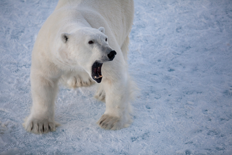 圖說：2011年綠色和平極地曙光號（Arctic Sunrise）航行至北極，一隻北極熊好奇地靠近船隻。© Nick Cobbing/Greenpeace