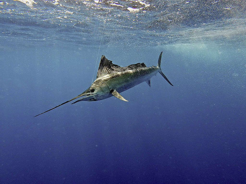 旗魚在海中移動速度非常快，最高可達時速109公里。 © kelldallfall / Shutterstock.com