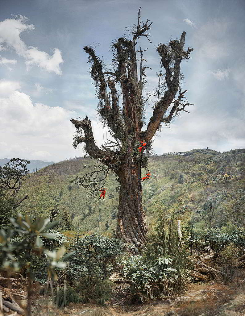 集合植物學家、攀爬高手及極限攝影師的付出和努力，古樹1:1寫真終於誕生！ © Yan Tu / Wild China / Greenpeace