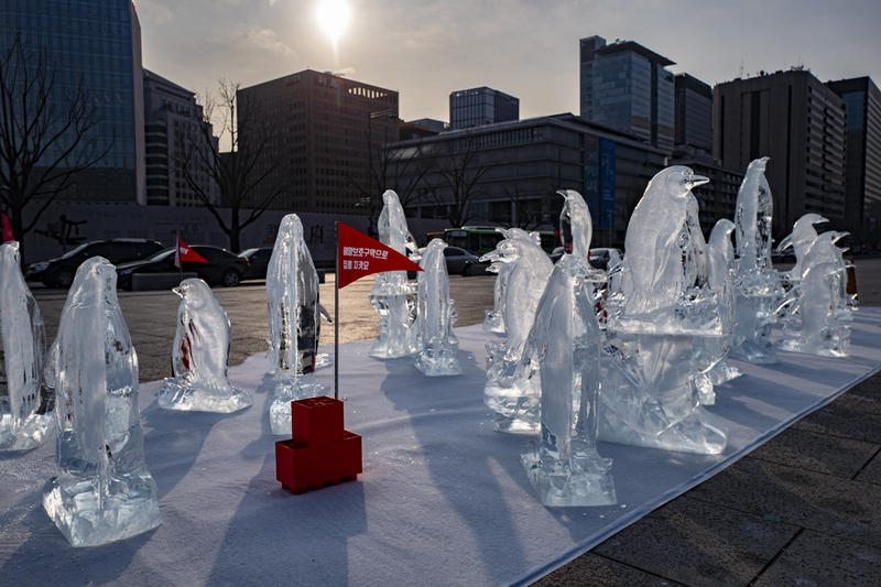 「企鵝失了蹤」冰雕行動@韓國首爾 © K. Chae / Greenpeace