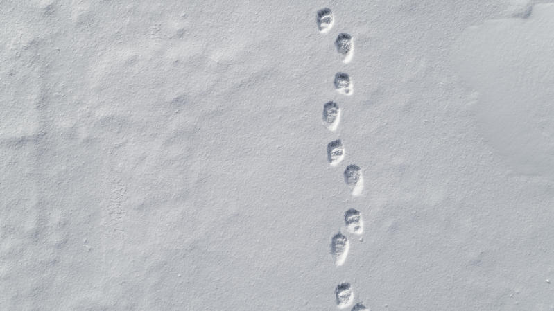 北極熊的足跡會否在北極消失？© Christian Åslund / Greenpeace