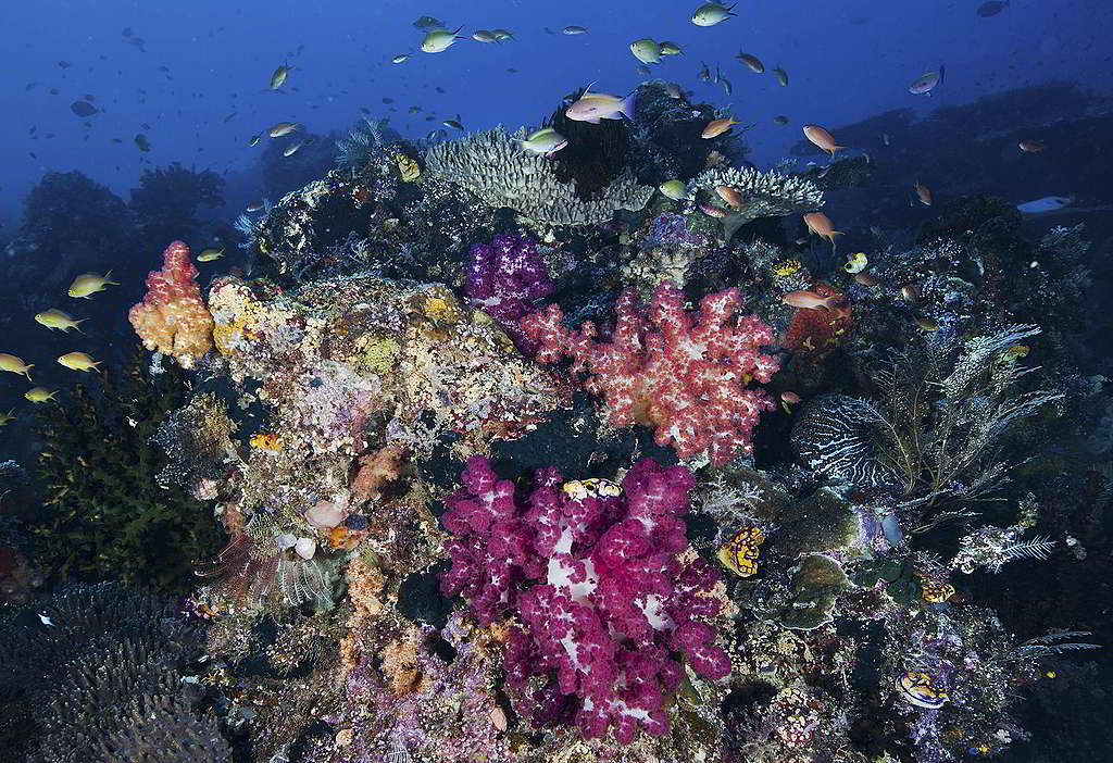 印尼巴布亞省海中絢麗的珊瑚礁。 © Paul Hilton / Greenpeace