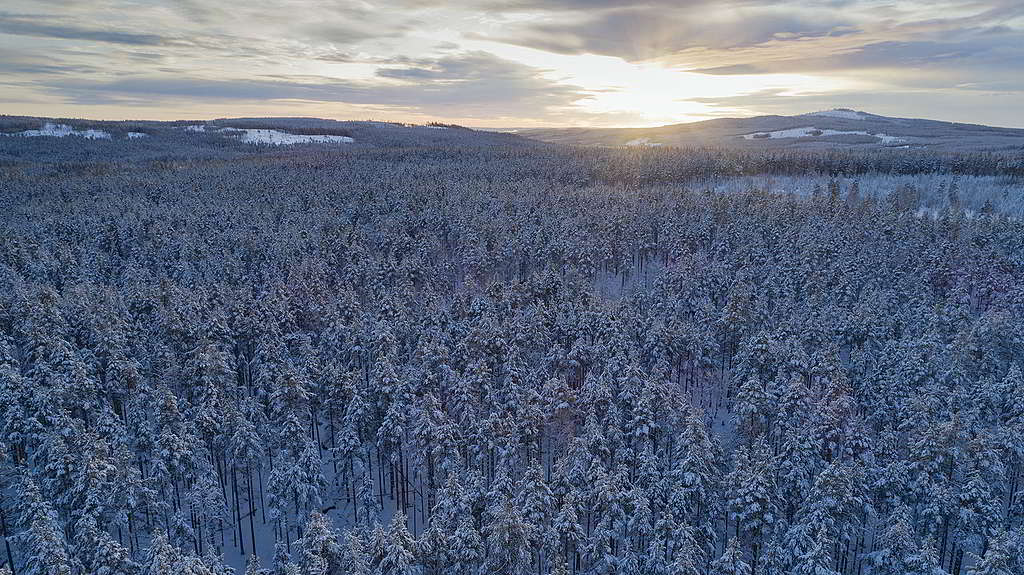瑞典森林Ore skogsrike換上銀白衣裳，又是另一種美態。 © Christian Åslund / Greenpeace