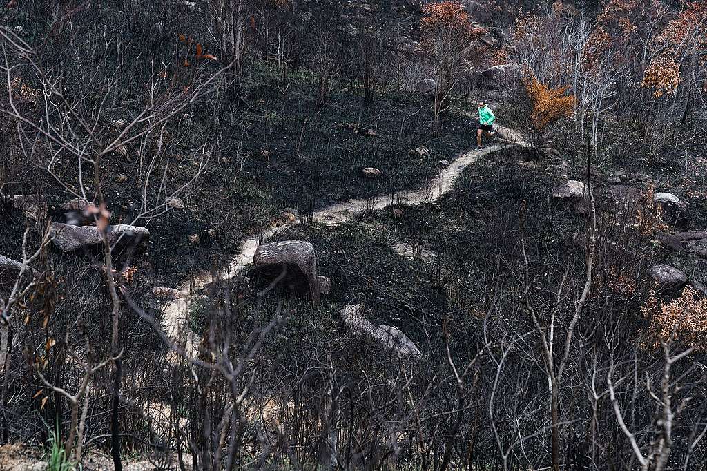 黃浩聰走在山火後的鹿巢山。©Patrick Cho/Greenpeace