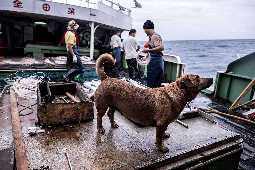 中大西洋上,一艘台灣延繩釣漁船的船員正把釣繩放入海中。 © Tommy Trenchard / Greenpeace