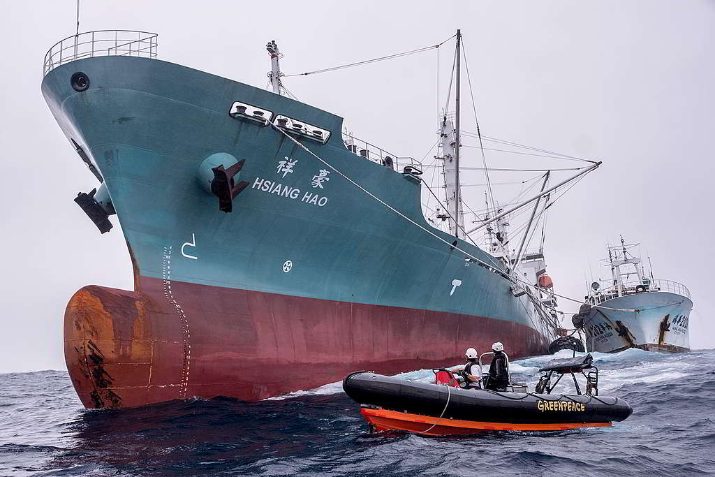 綠色和平船艦「極地曙光號」於大西洋進行遠洋漁業調查，小艇上的觀察員直擊漁船海上轉載冷凍吞拿魚。 © Tommy Trenchard / Greenpeace