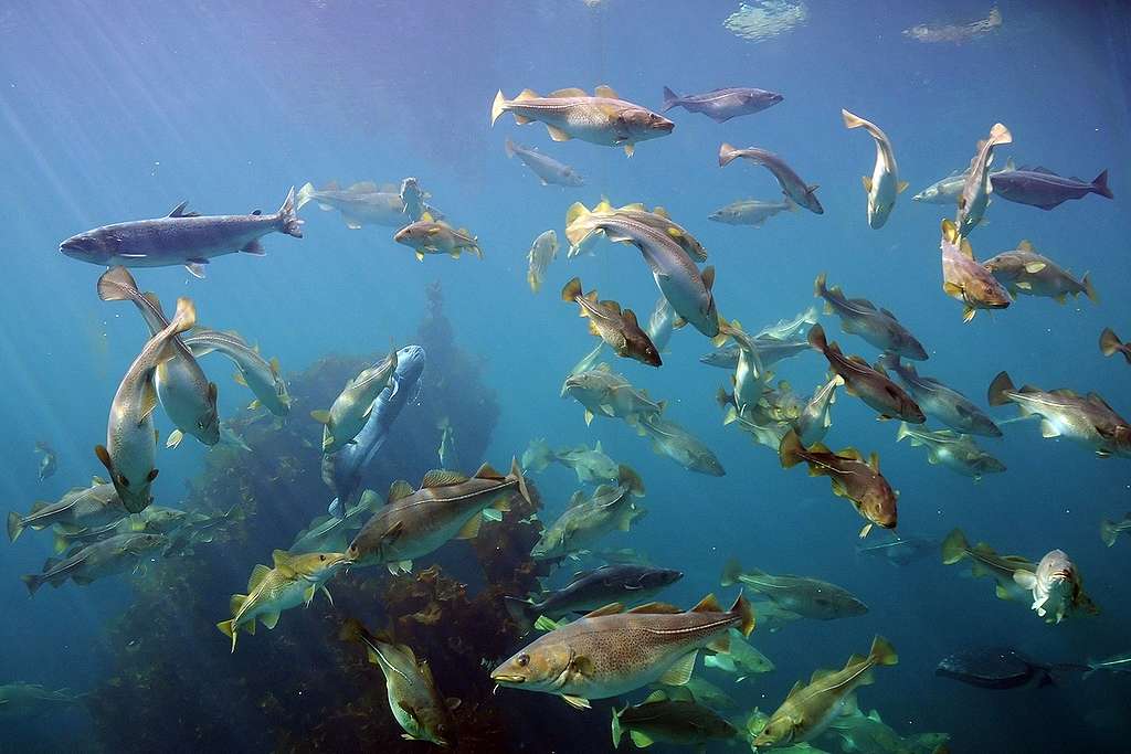 挪威海港城市奧勒松（Ålesund）大西洋海洋公園的大西洋鱈及其他魚種。 © Joachim S. Mueller / CC BY-NC-SA 2.0