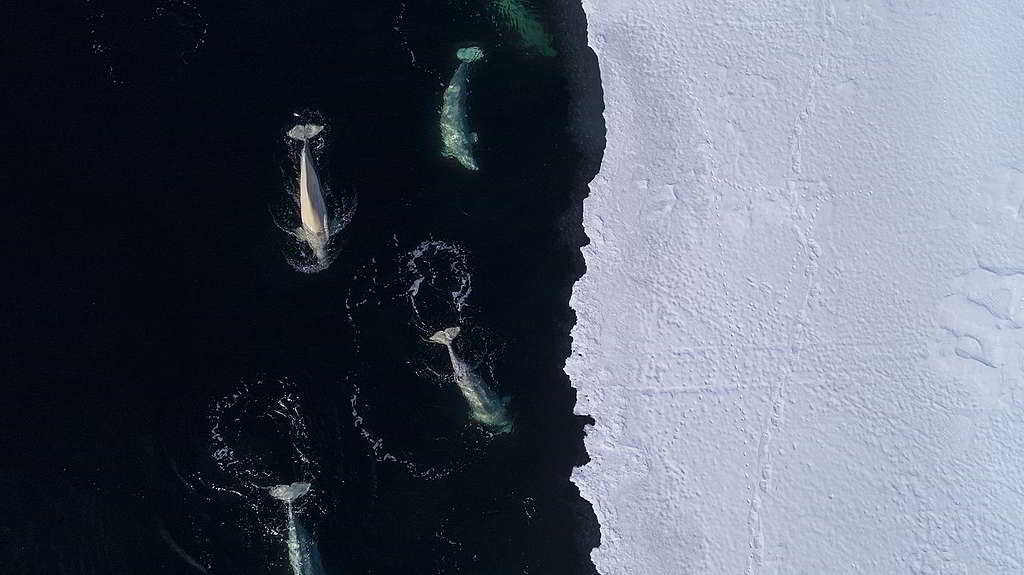北極是全球對氣候危機最為敏感的地區之一，白鯨能否遨遊於此，還看國際間是否愛得及時。 © Christian Åslund / Greenpeace