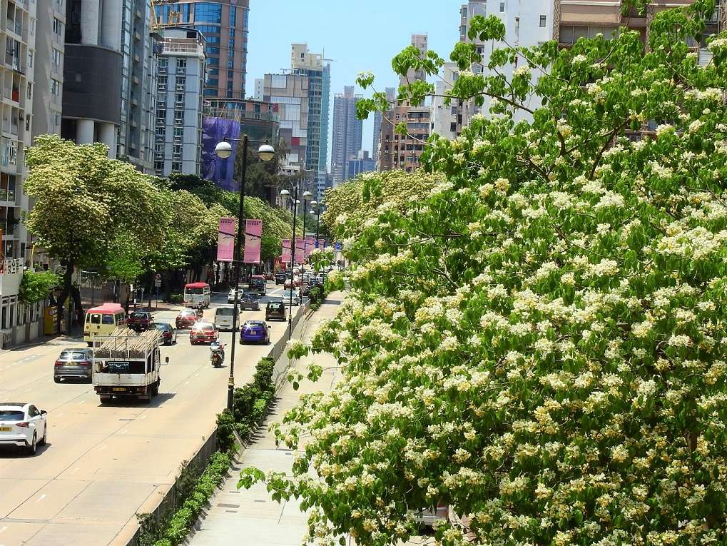 太子道西今年的樹頭菜盛況。© helen yip