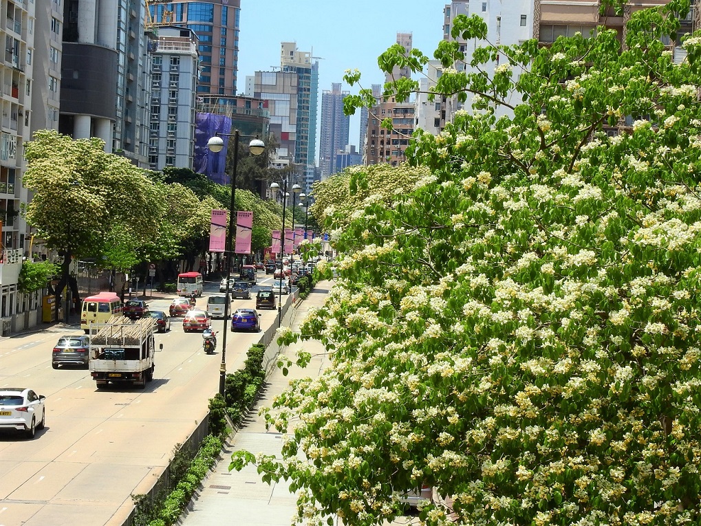 太子道西今年的樹頭菜盛況。©helen yip