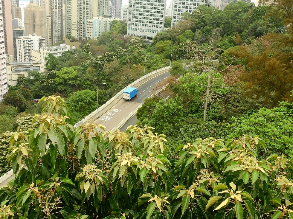 摩星嶺道頂下望遠近都有石栗。©helen yip