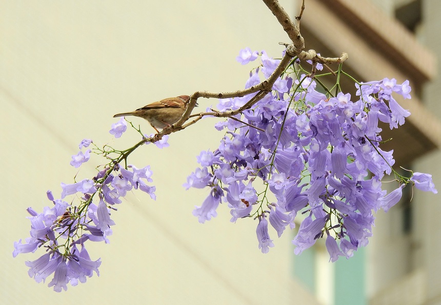 藍花楹。©helen yip