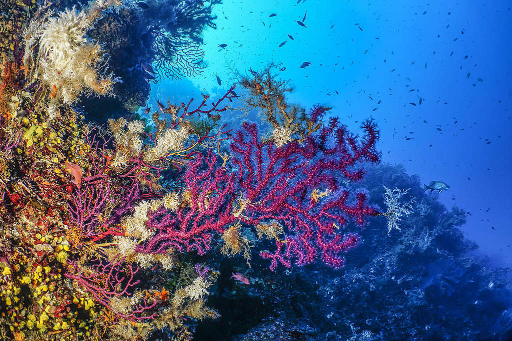 意大利薩丁尼亞（Sardinia）海洋保護區的紅色柳珊瑚，萬紫千紅。 © Egidio Trainito / Greenpeace