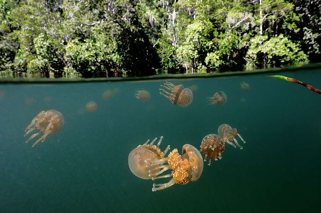 印尼巴布亞省四王群島（Raja Ampat）的紅樹林孕育無數珍貴物種，卻面臨塑膠污染、海岸開發等威脅。 © Paul Hilton / Greenpeace