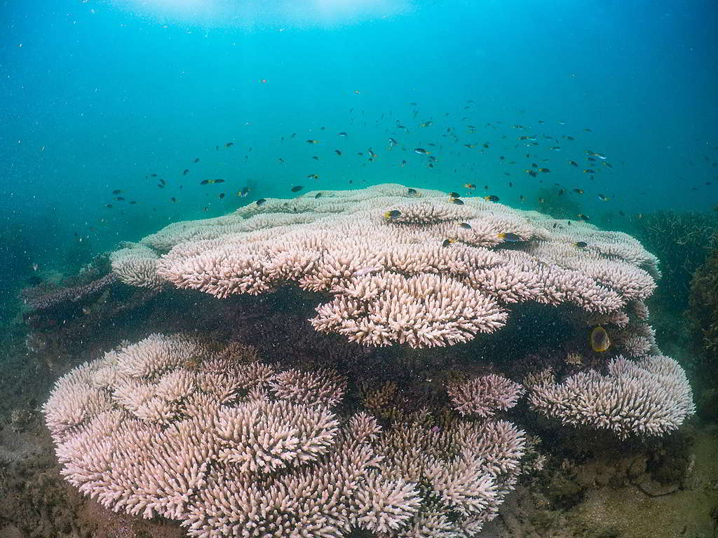 澳洲磁島（Magnetic Island）的柔枝軸孔珊瑚是珊瑚礁結構的中流砥柱，但近年復原速度放緩，大規模白化事件頻生。 © Christopher Brunner / SkyReefPhoto / Greenpeace