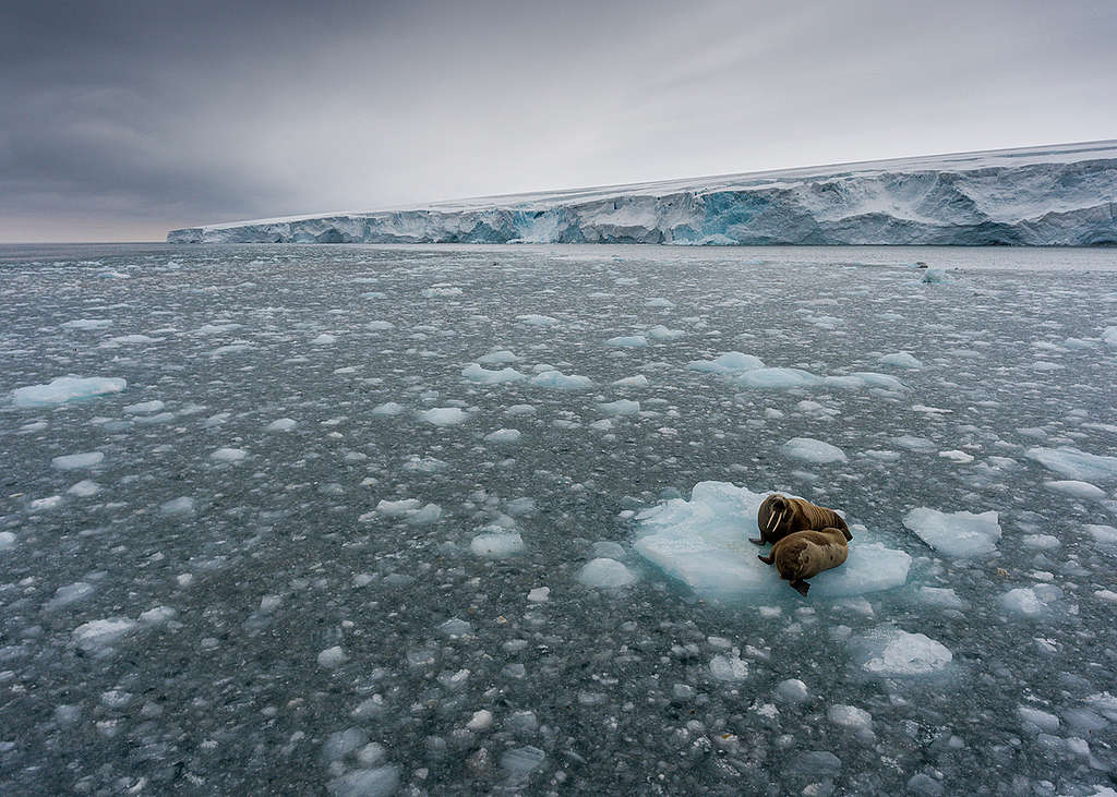 兩隻海象倚傍在靠近北極、挪威斯瓦爾巴群島（Svalbard Archipelago）的一塊浮冰上。 © Christian Åslund / Greenpeace