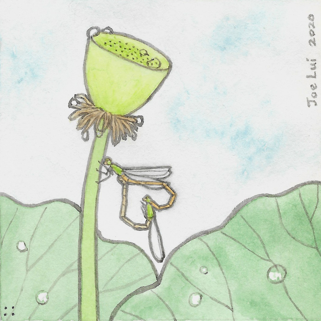 琉球橘黃蟌。©呂朗婷