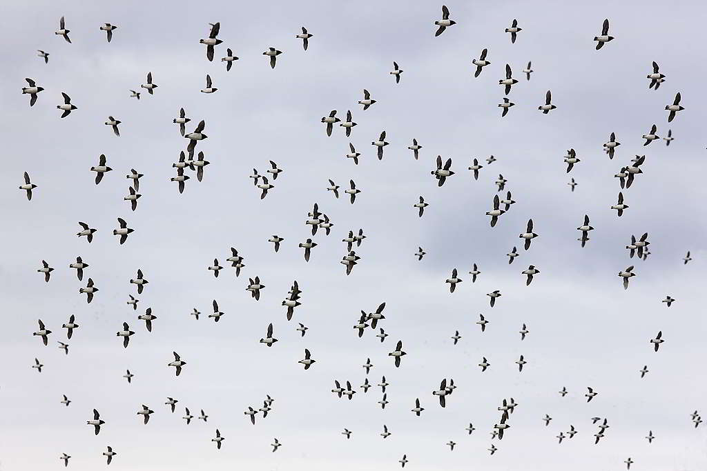 海洋生態改變，連帶翱翔天際的短翅小海雀（alle alle）也必須更花力氣遠征覓食，可謂牽一髮動全身。 © Bernd Roemmelt / Greenpeace