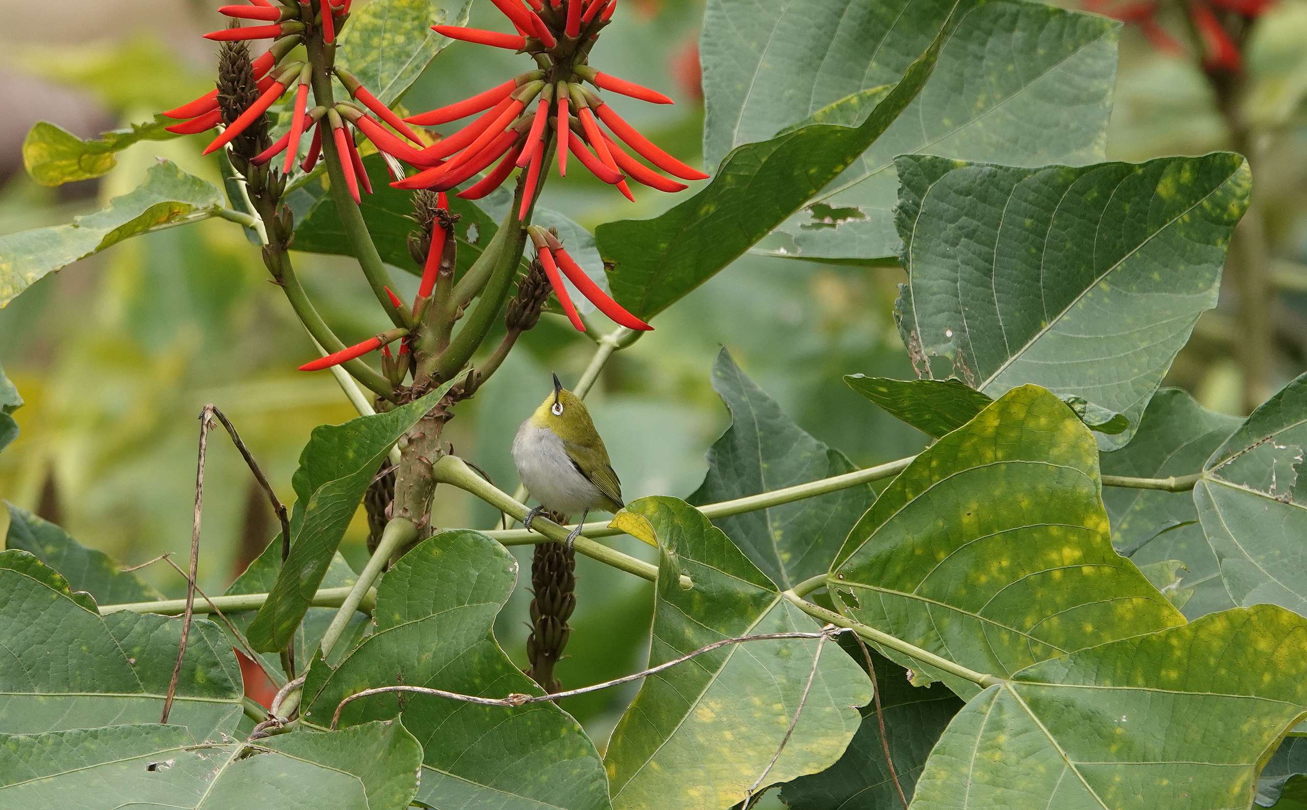 相思和象牙花 © 馬屎