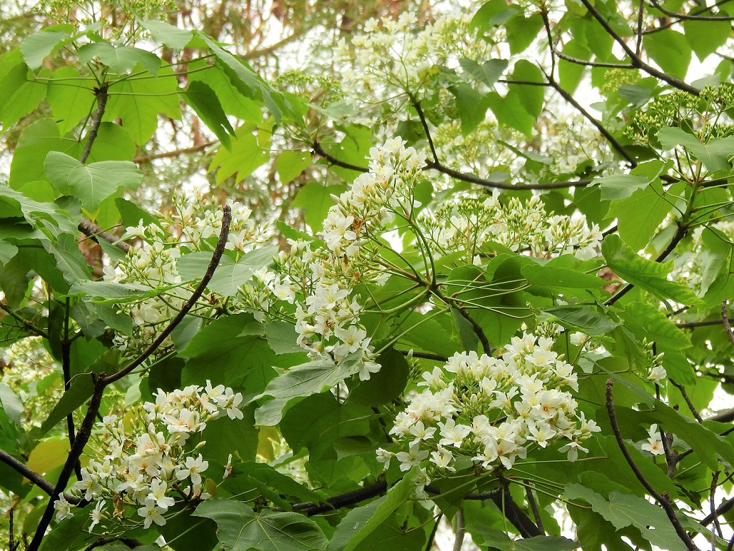 木油桐開花就是如此璀璨。©helen yip
