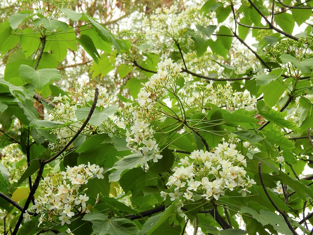 木油桐開花就是如此璀璨。©helen yip