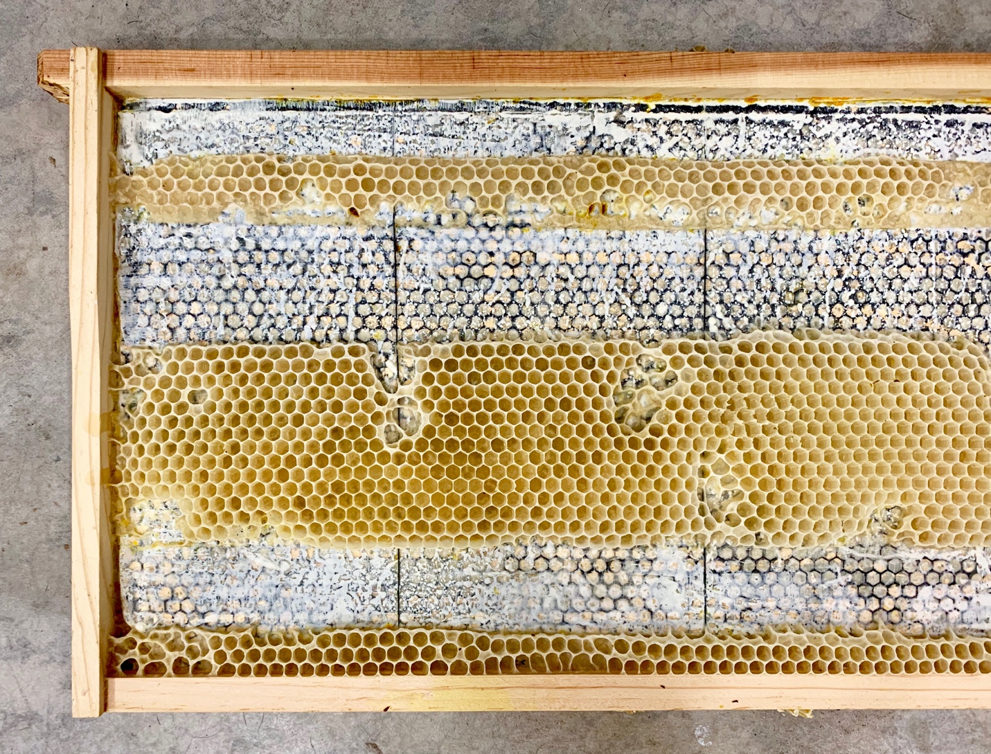 作品「Encaustic Honeycomb Stripes」，紀錄了Ava成功與蜜蜂溝通的突破 ©Ava Roth