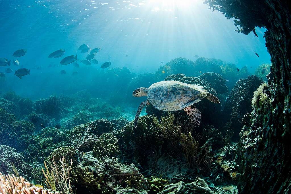 一隻玳瑁（hawksbill）暢遊於印尼科莫多國家公園的小島。玳瑁如今也被列為瀕危物種，急需保育。 © Paul Hilton / Greenpeace