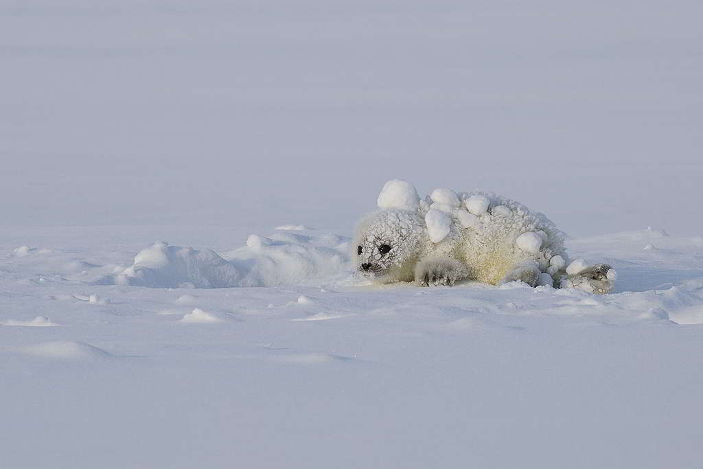 挪威斯瓦爾巴島(Svalbard)的雪白小海豹,理應與雪地「天人合一」成長,如今卻面臨生存危機。 © Nick Cobbing / Greenpeace