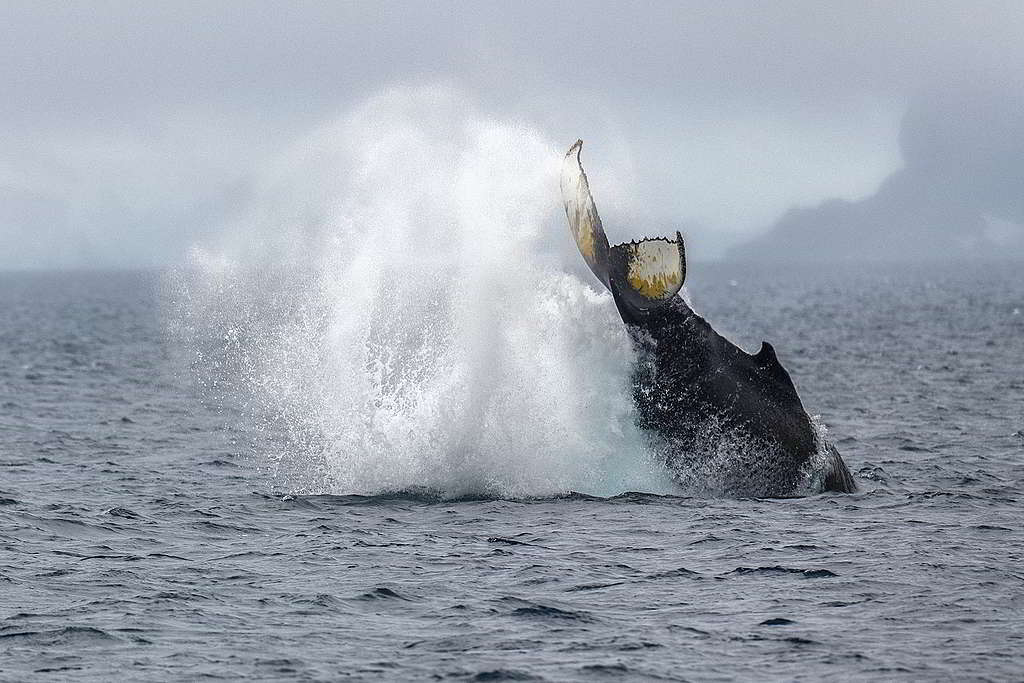 © Christian Åslund / Greenpeace