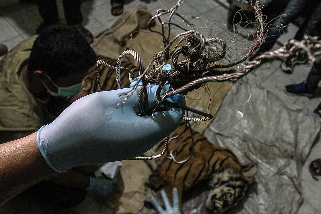 蘇門答臘虎在棲息地被陷阱的鐵絲纏繞,最終傷重不治。© Rony Muharrman / Greenpeace