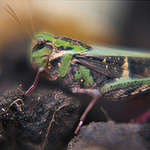 Cricket © Jennifer Heslop / Greenpeace