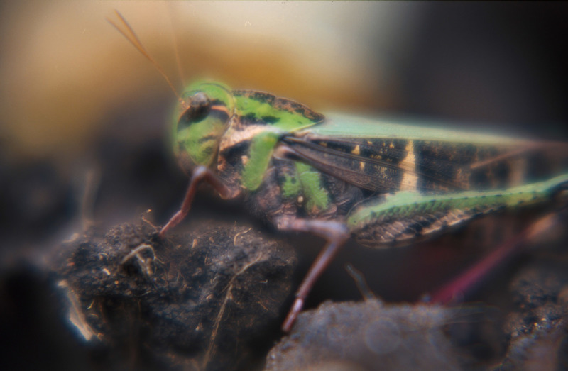 Cricket © Jennifer Heslop / Greenpeace