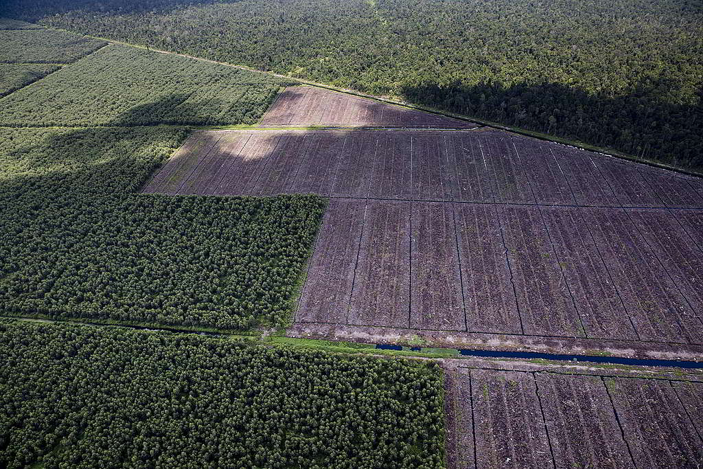 金光集團旗下的造紙企業APP,破壞大片珍貴雨林。 © Kemal Jufri / Greenpeace