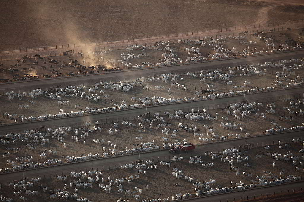 巴西亞馬遜有許多用毀林換來的大規模牧牛場。 © Rodrigo Baléia / Greenpeace