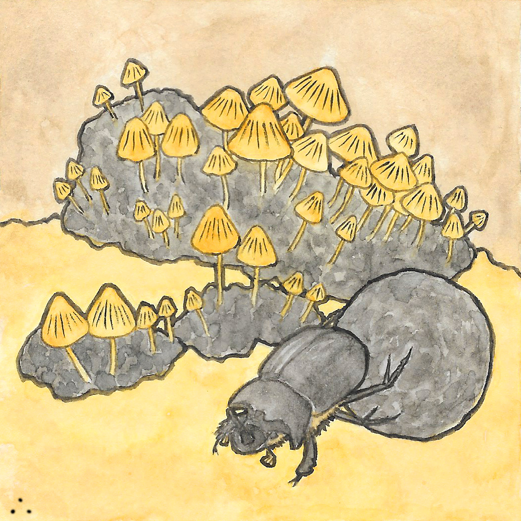 糞傘、推糞金龜©呂朗婷