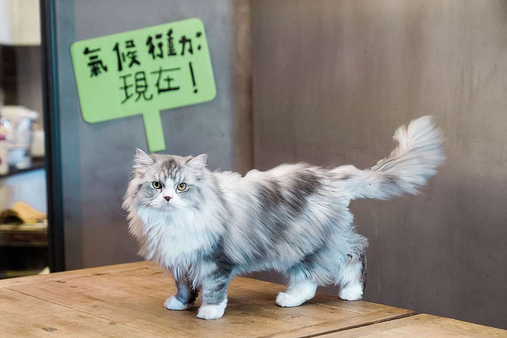 Lance對動物愛護有加,這是他家中其中一隻貓。© Patrick Cho/Greenpeace