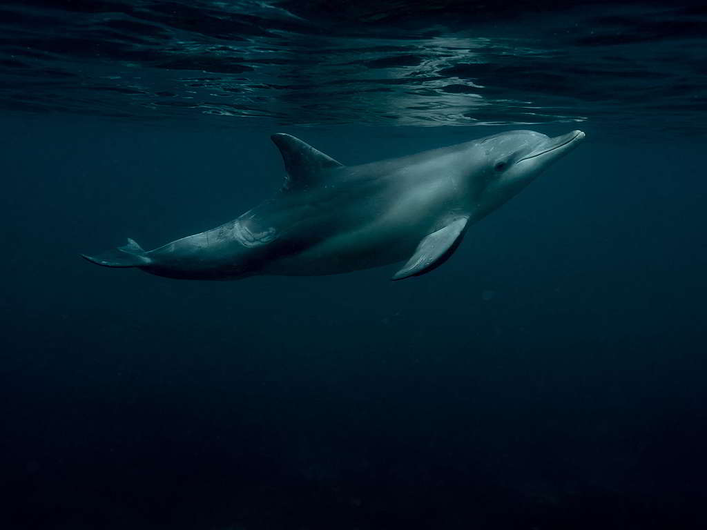 2018年，綠色和平與著名水底攝影師Michaela Skovranova合作記錄大澳洲灣美麗生態，包括這張攝於貝爾德灣（Baird Bay）的海豚寫真。 © Michaela Skovranova / Greenpeace