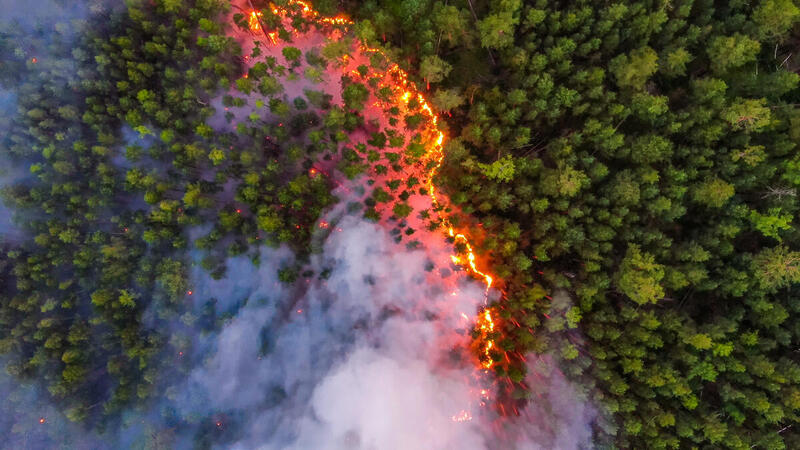 氣候危機底下，嚴重的森林大火有機會發生於地球其他角落，綠色和平呼籲各地政府保護森林、拯救氣候。© Julia Petrenko / Greenpeace