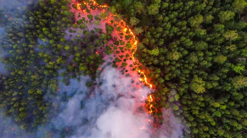 氣候危機底下,嚴重的森林大火有機會發生於地球其他角落,綠色和平呼籲各地政府保護森林、拯救氣候。