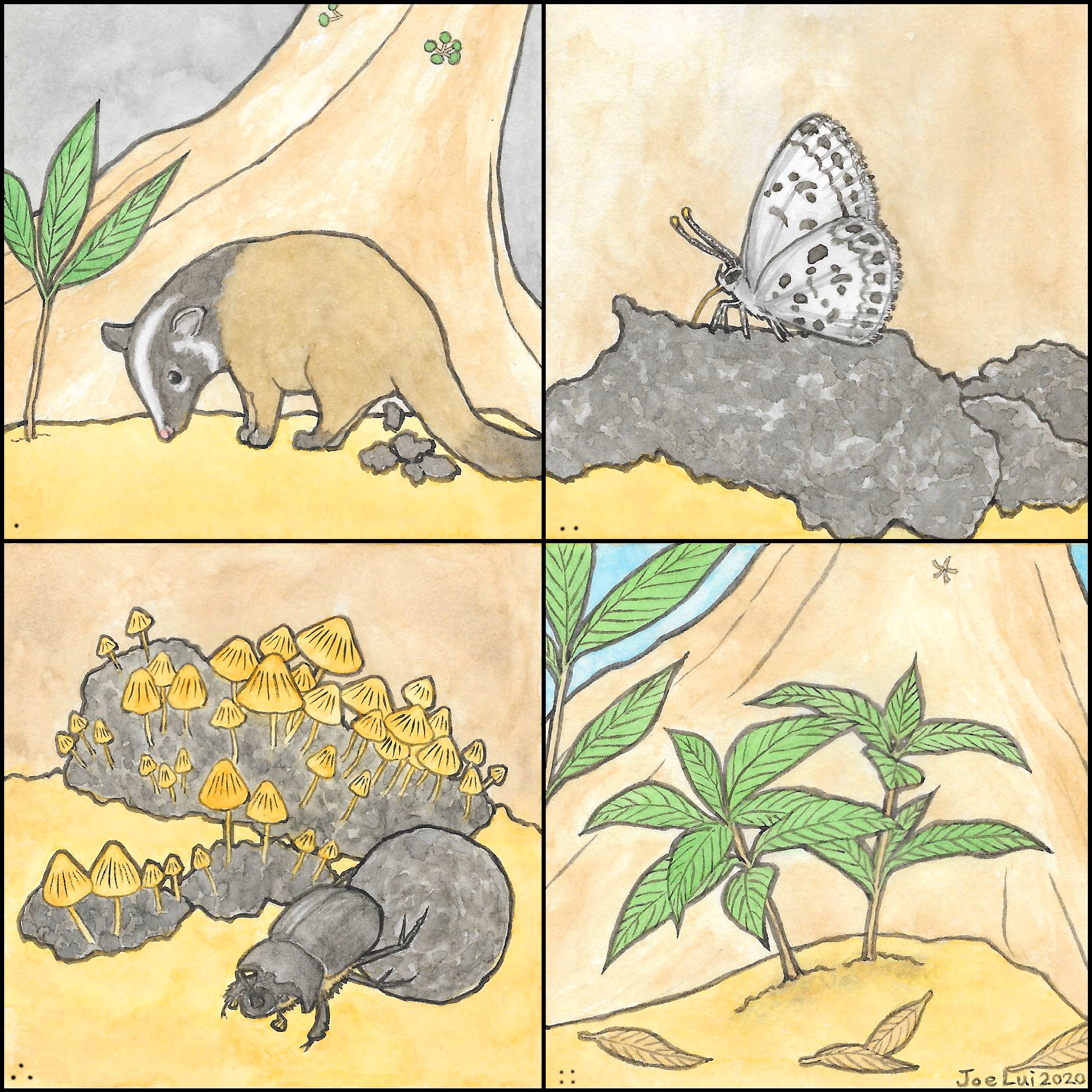 果子貍、灰蝶、糞傘、推糞金龜、樹苗©呂朗婷