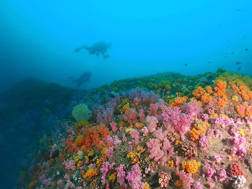 這裡不是甚麼海外潛水勝地，而是香港七星排的珊瑚風貌！ （照片由受訪者提供）