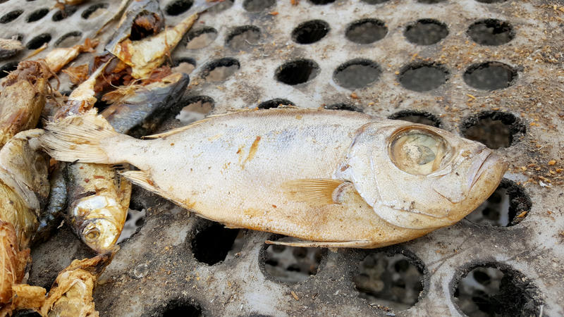 魚類肉品本來是當地人攝取蛋白質的重要來源,不受規管的遠洋漁船來到,卻起了翻天覆地的變化。© Greenpeace / Pape Diatta Sarr